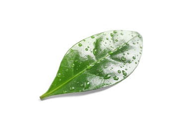 Photo of Fresh green coffee leaf with water drops isolated on white