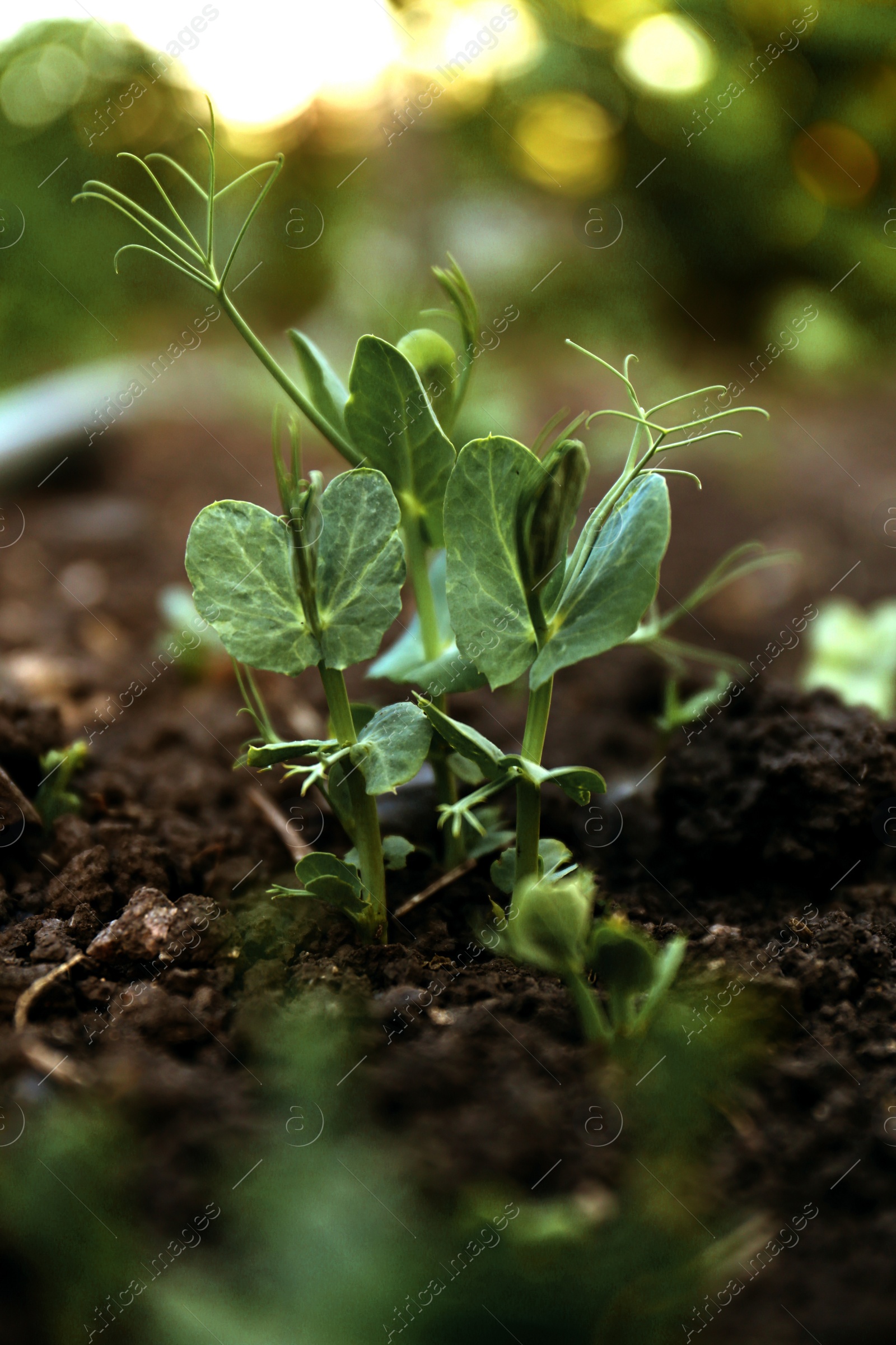 Photo of Young peas seedling in fertile soil. Gardening time