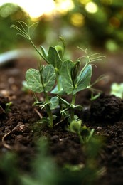 Photo of Young peas seedling in fertile soil. Gardening time