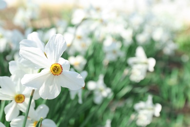 Beautiful blossoming daffodils on sunny spring day outdoors