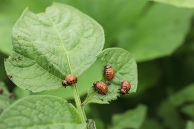 Photo of Many colorado potato beetle larvae on plant outdoors, closeup
