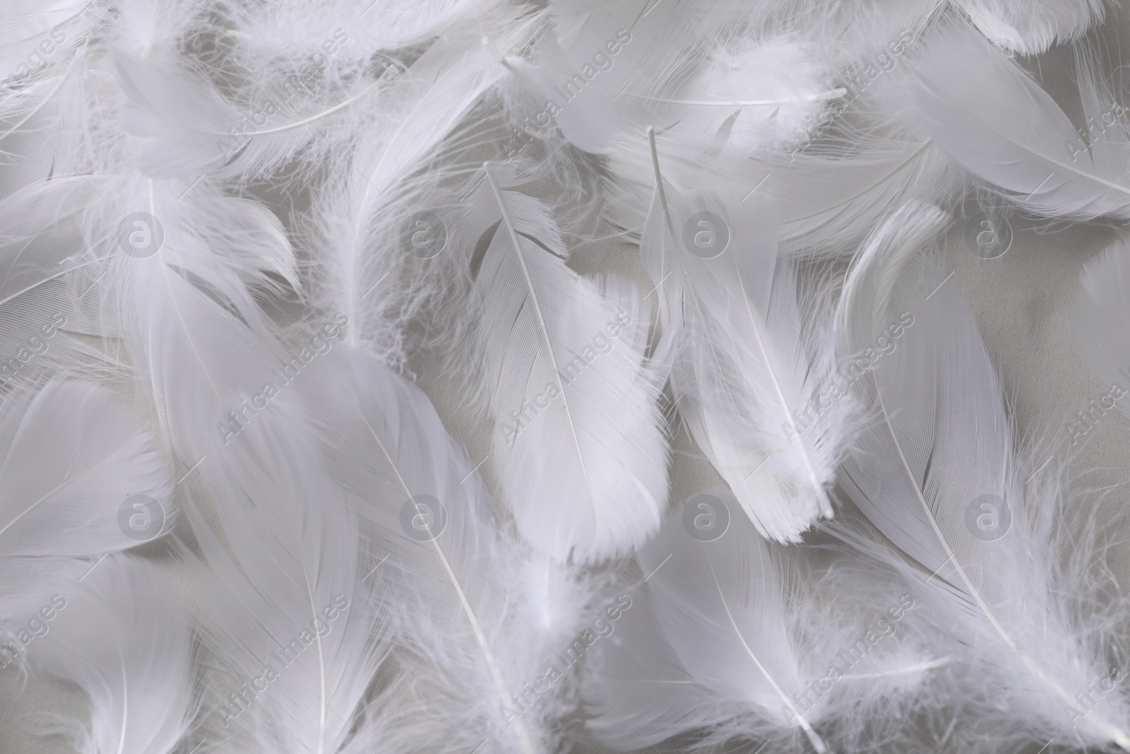 Photo of Fluffy white feathers as background, top view
