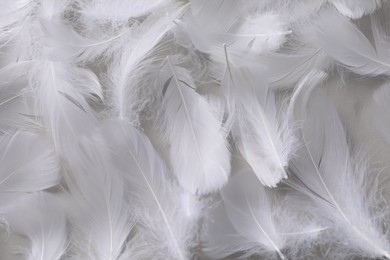 Photo of Fluffy white feathers as background, top view