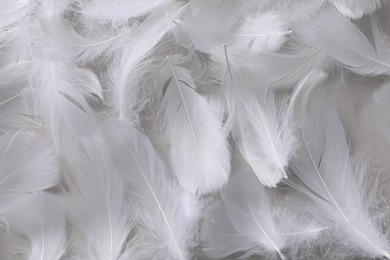 Fluffy white feathers as background, top view