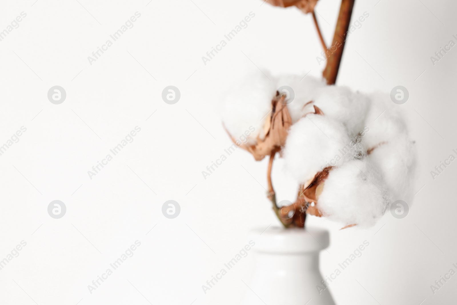 Photo of Cotton branch with fluffy flowers in vase on white background, closeup. Space for text