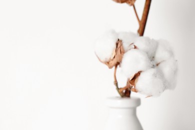 Photo of Cotton branch with fluffy flowers in vase on white background, closeup. Space for text