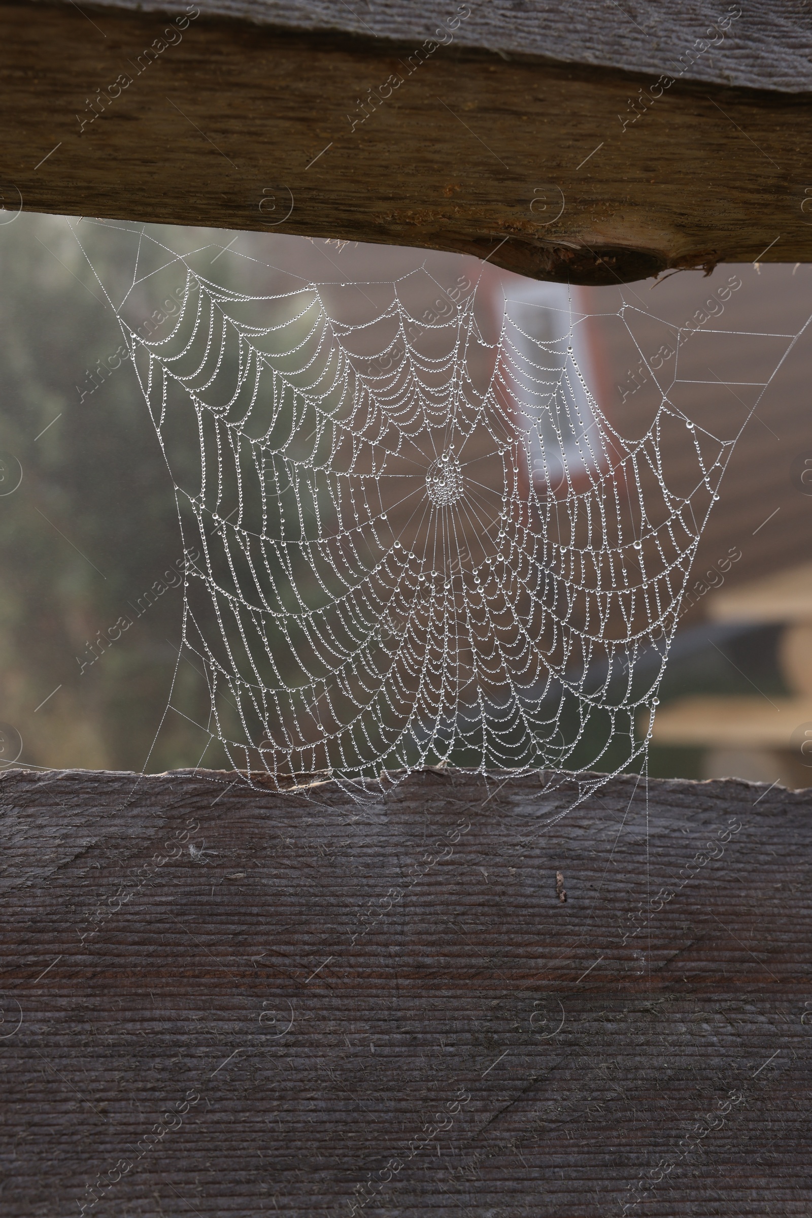 Photo of Closeup view of cobweb with dew drops near house outdoors