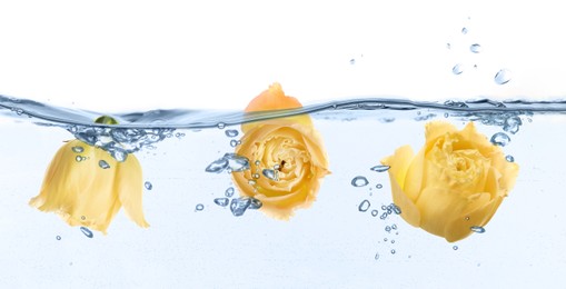 Image of Beautiful yellow Eustoma flower buds in water on white background