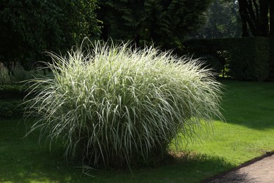 Photo of Beautiful perennial miscanthus plant growing in garden