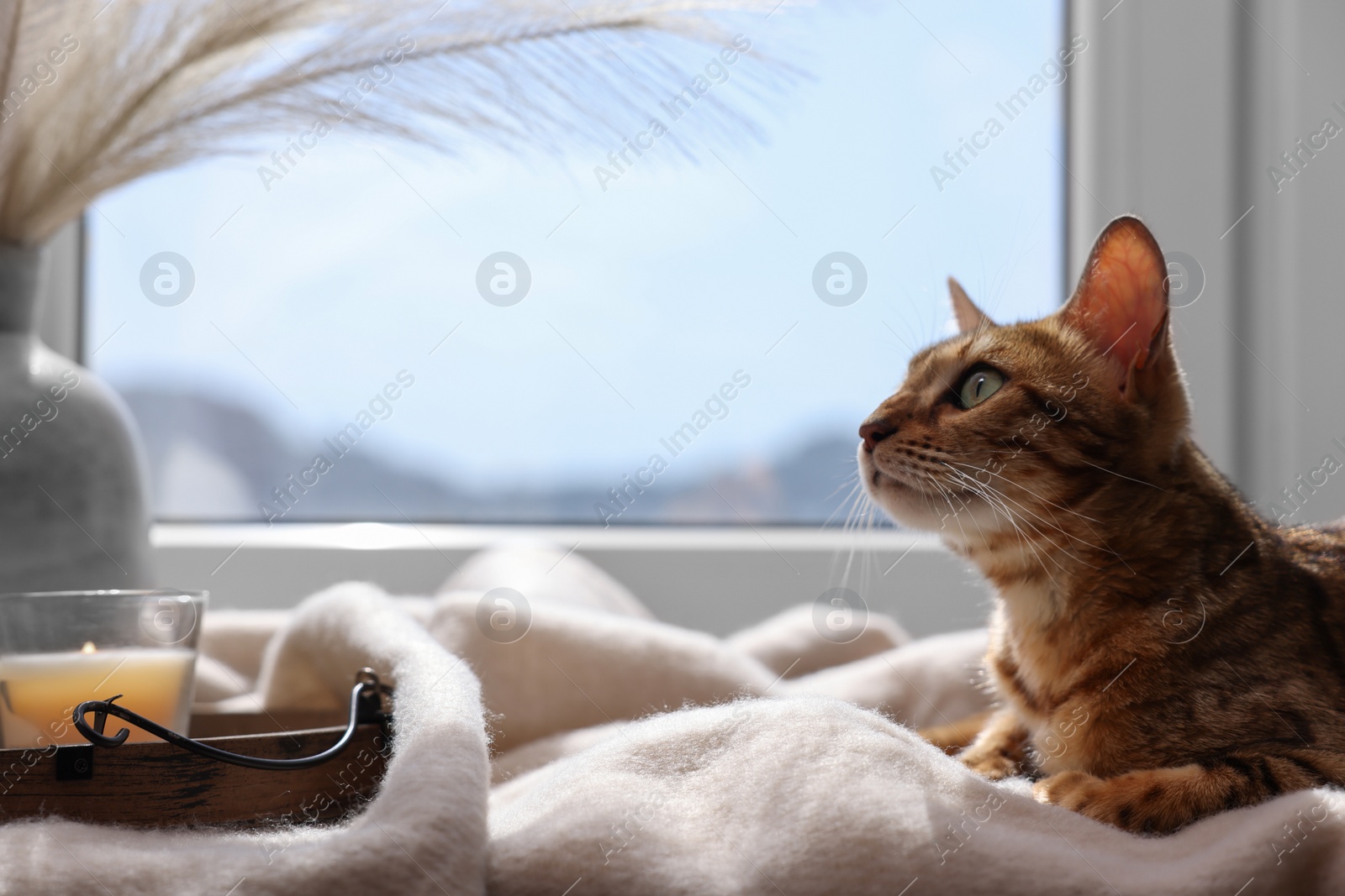 Photo of Cute Bengal cat on windowsill at home, space for text. Adorable pet