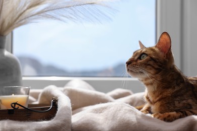 Photo of Cute Bengal cat on windowsill at home, space for text. Adorable pet