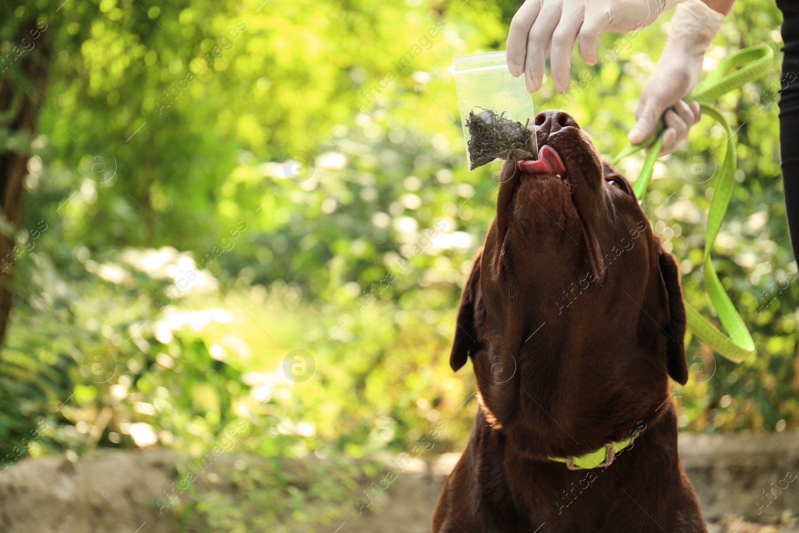 Photo of Detection Labrador dog sniffing drugs in plastic bag outdoors