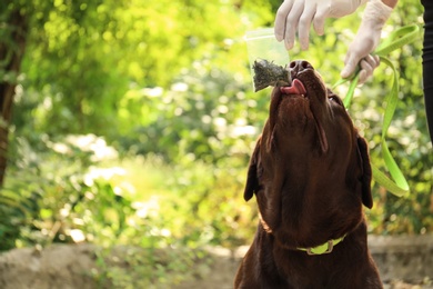Detection Labrador dog sniffing drugs in plastic bag outdoors
