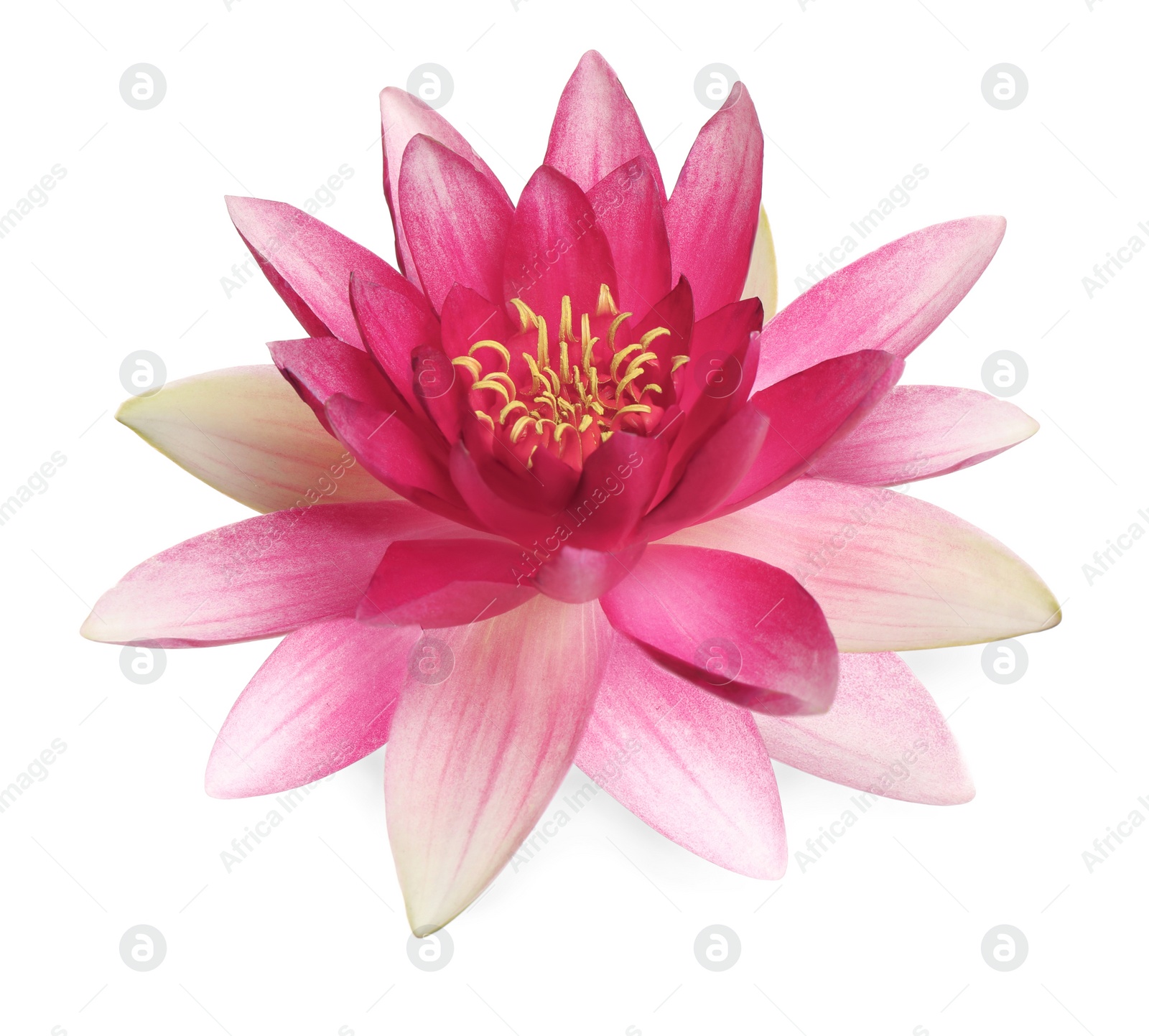 Image of Beautiful blooming lotus flower isolated on white