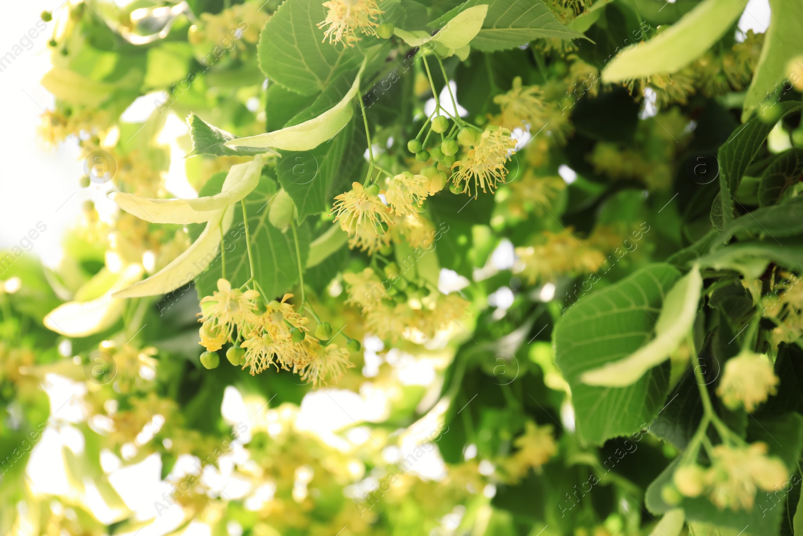 Photo of Closeup view of linden tree with fresh young green leaves and blossom outdoors on spring day