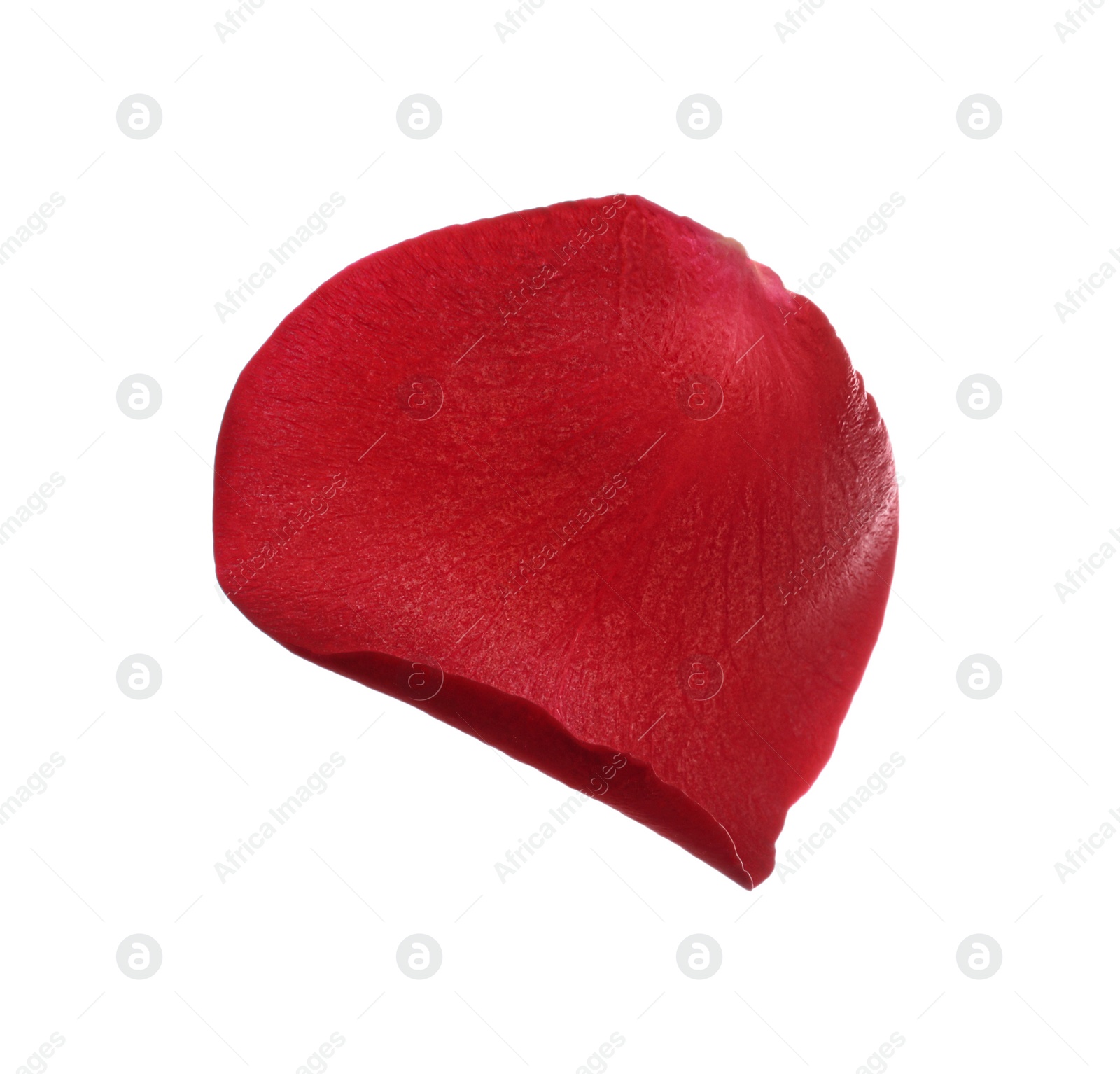 Photo of Red rose flower petal on white background