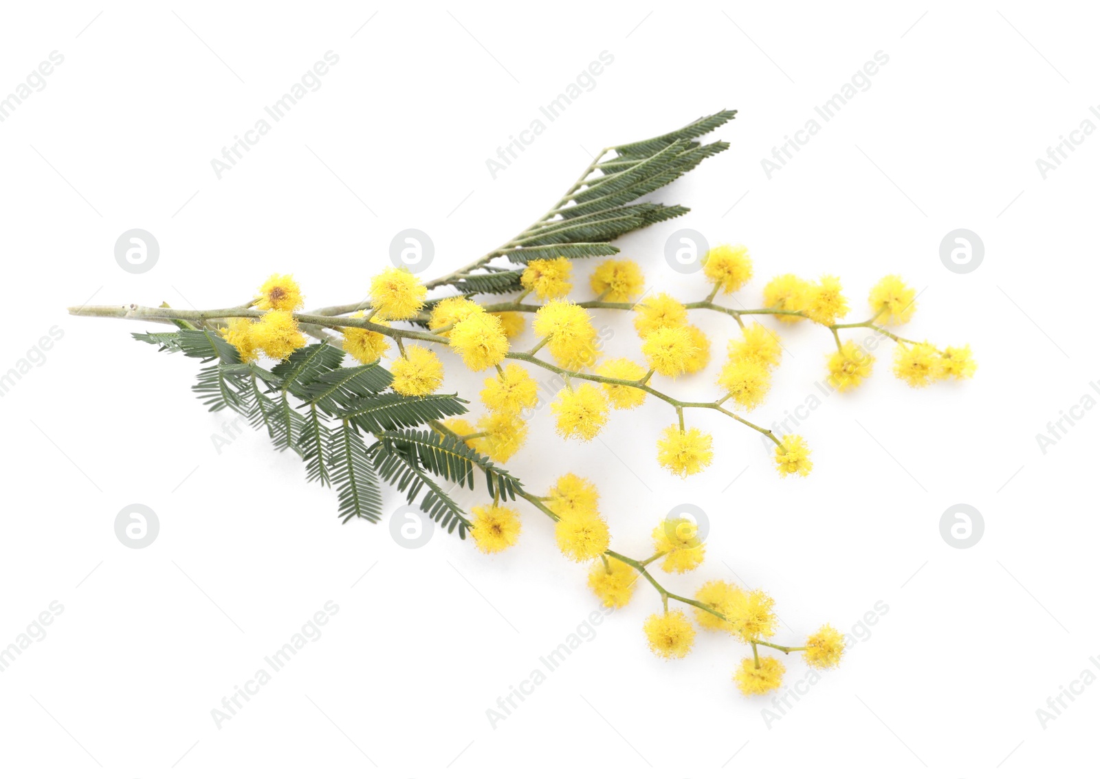 Photo of Beautiful mimosa branch with yellow flowers on white background