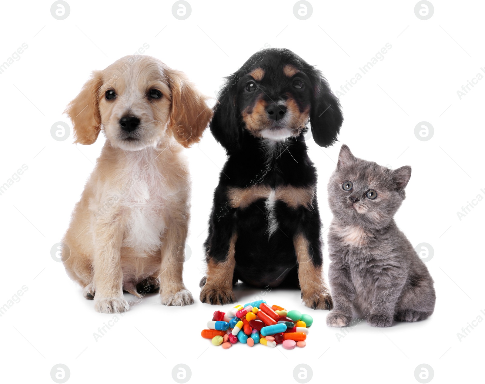 Image of Vitamins for pets. Cute dogs with cat and different pills on white background