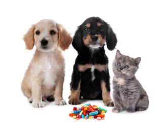 Image of Vitamins for pets. Cute dogs with cat and different pills on white background