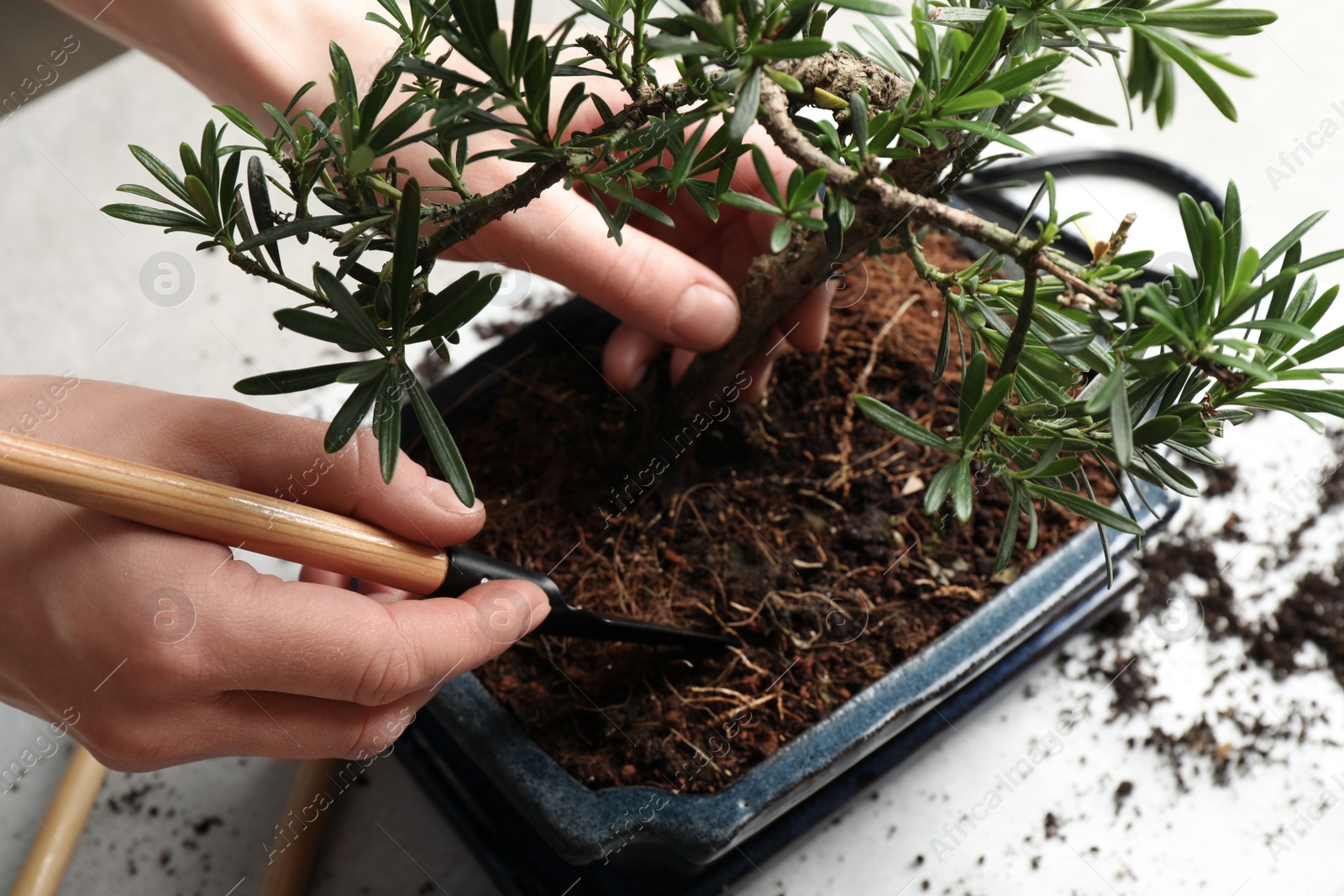 Photo of Woman taking care of Japanese bonsai plant, closeup. Creating zen atmosphere at home