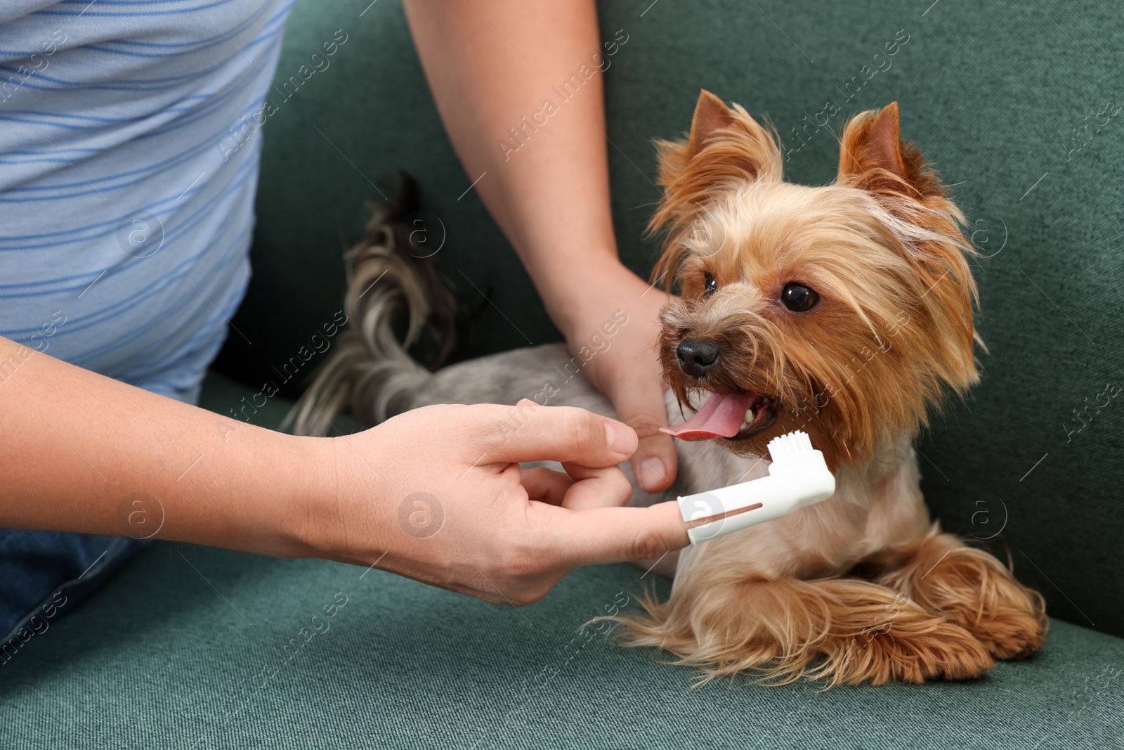 Photo of Man brushing dog's teeth on couch, closeup