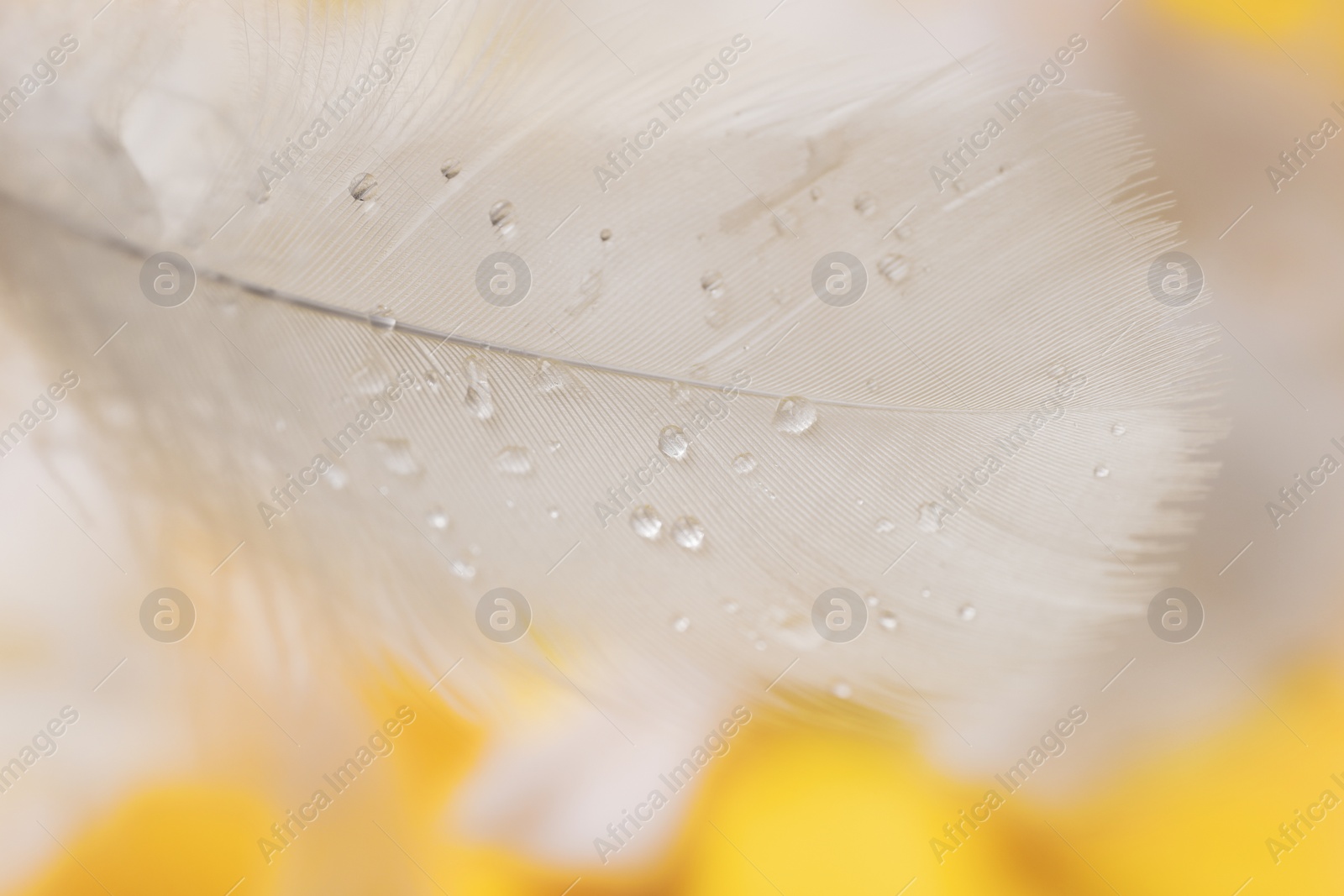 Photo of Fluffy feathers with water drops on yellow background, closeup