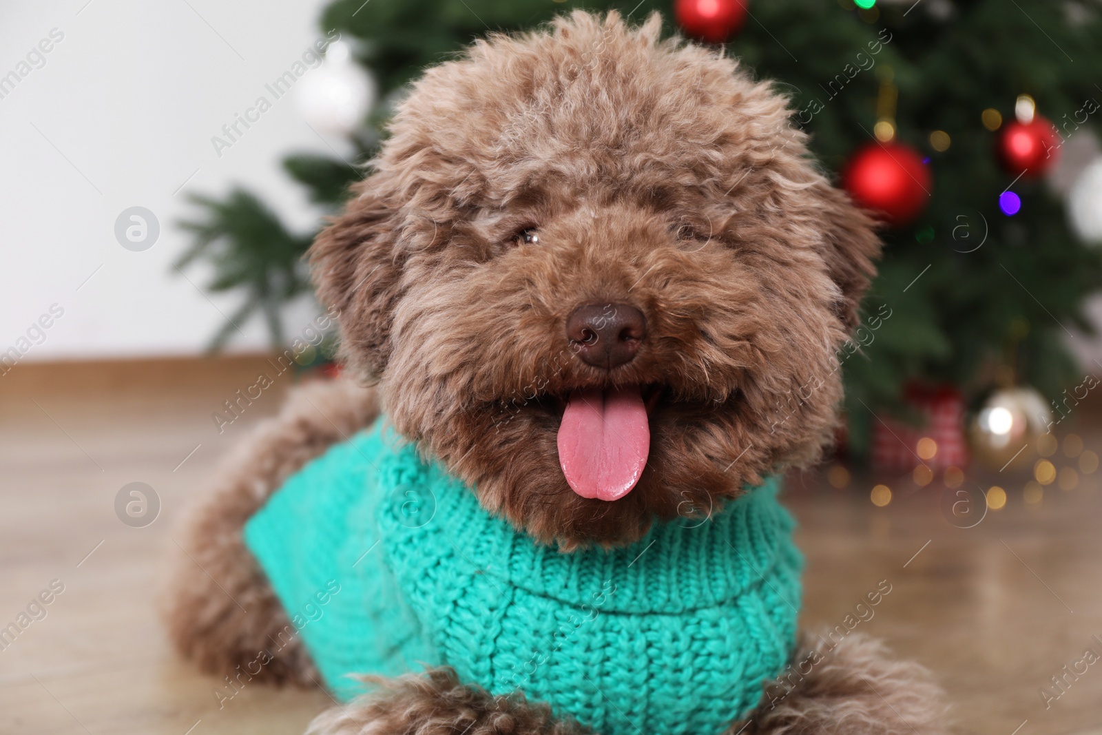 Photo of Cute Toy Poodle dog in knitted sweater and Christmas tree indoors, closeup
