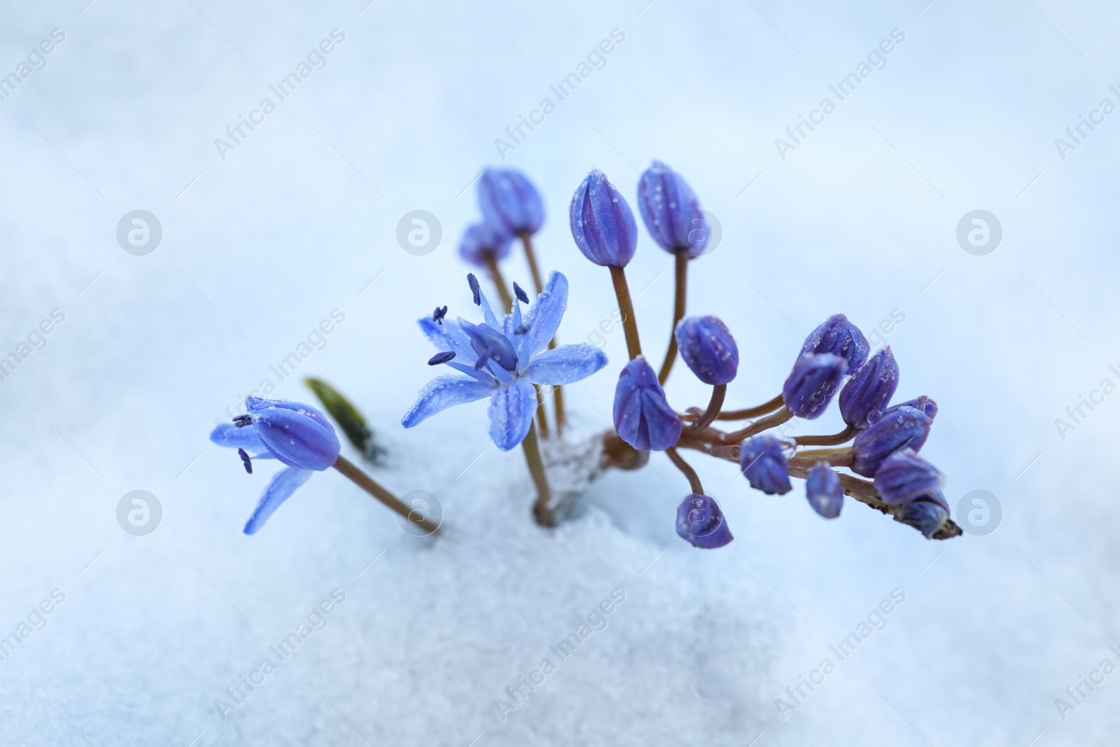 Photo of Beautiful lilac alpine squill flowers growing through 
snow outdoors