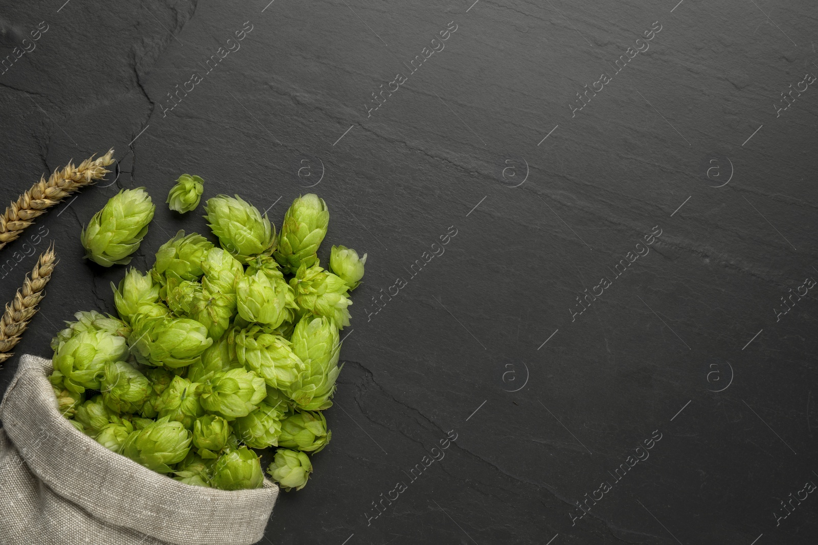 Photo of Sack with fresh green hops and spikes on black table, flat lay. Space for text