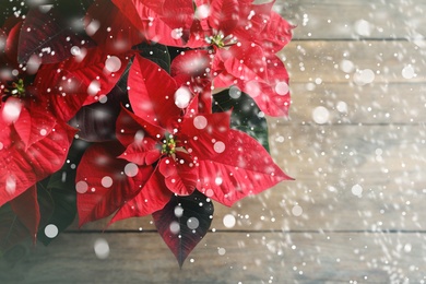 Traditional Christmas poinsettia flower on wooden table, top view. Snowfall effect