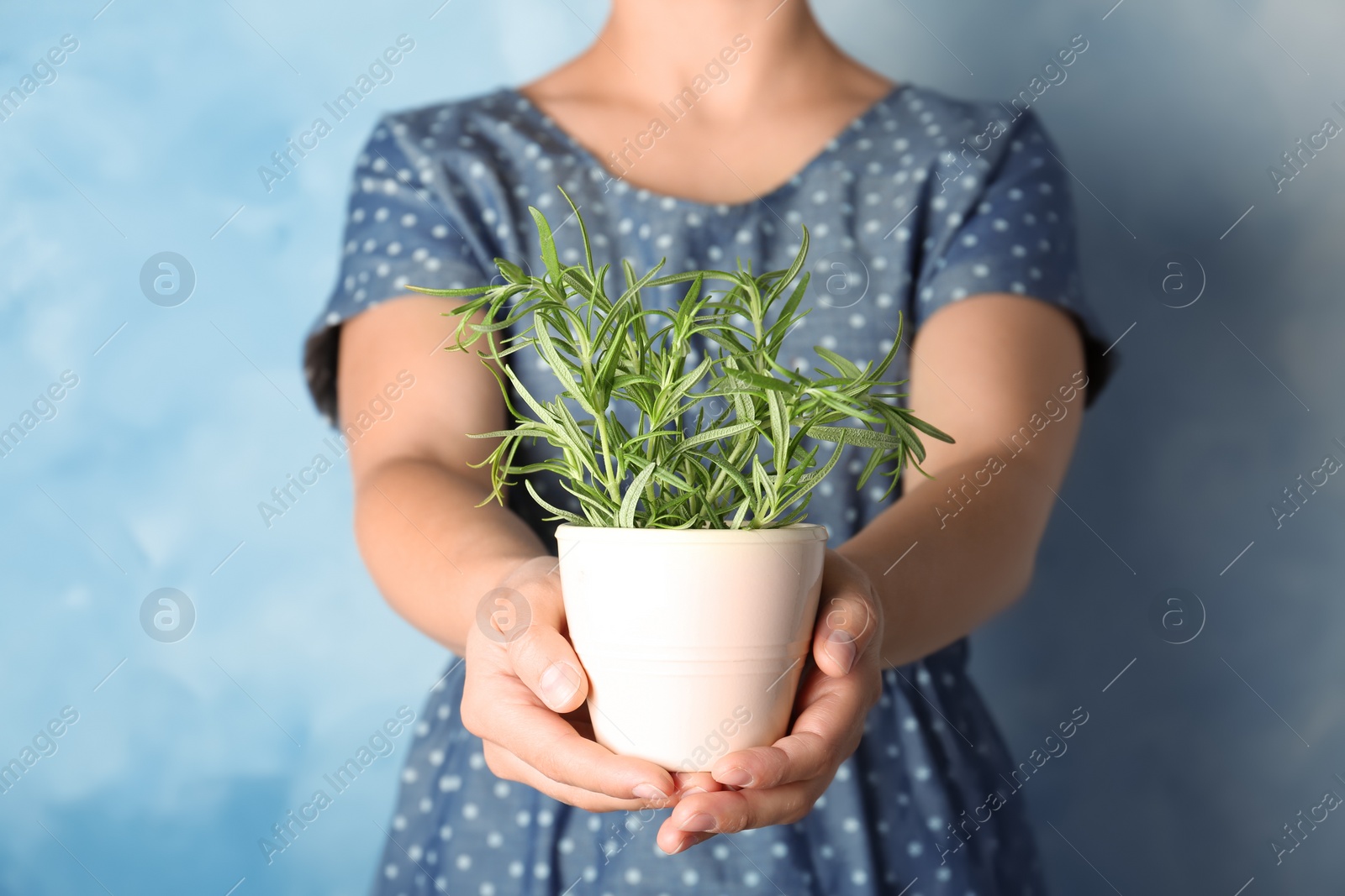 Photo of Woman holding pot with fresh rosemary, closeup