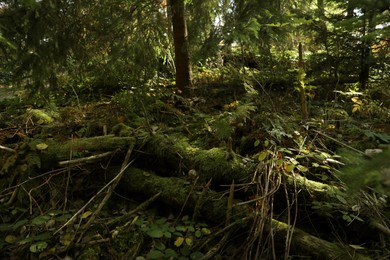 Wooden logs covered with green moss in forest