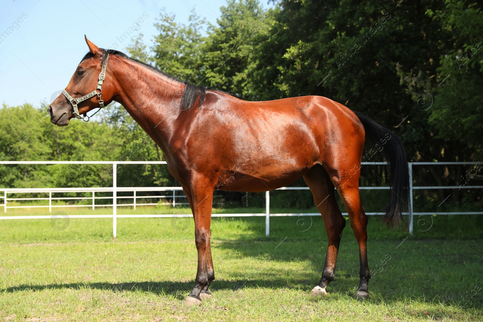 Photo of Bay horse in paddock on sunny day. Beautiful pet