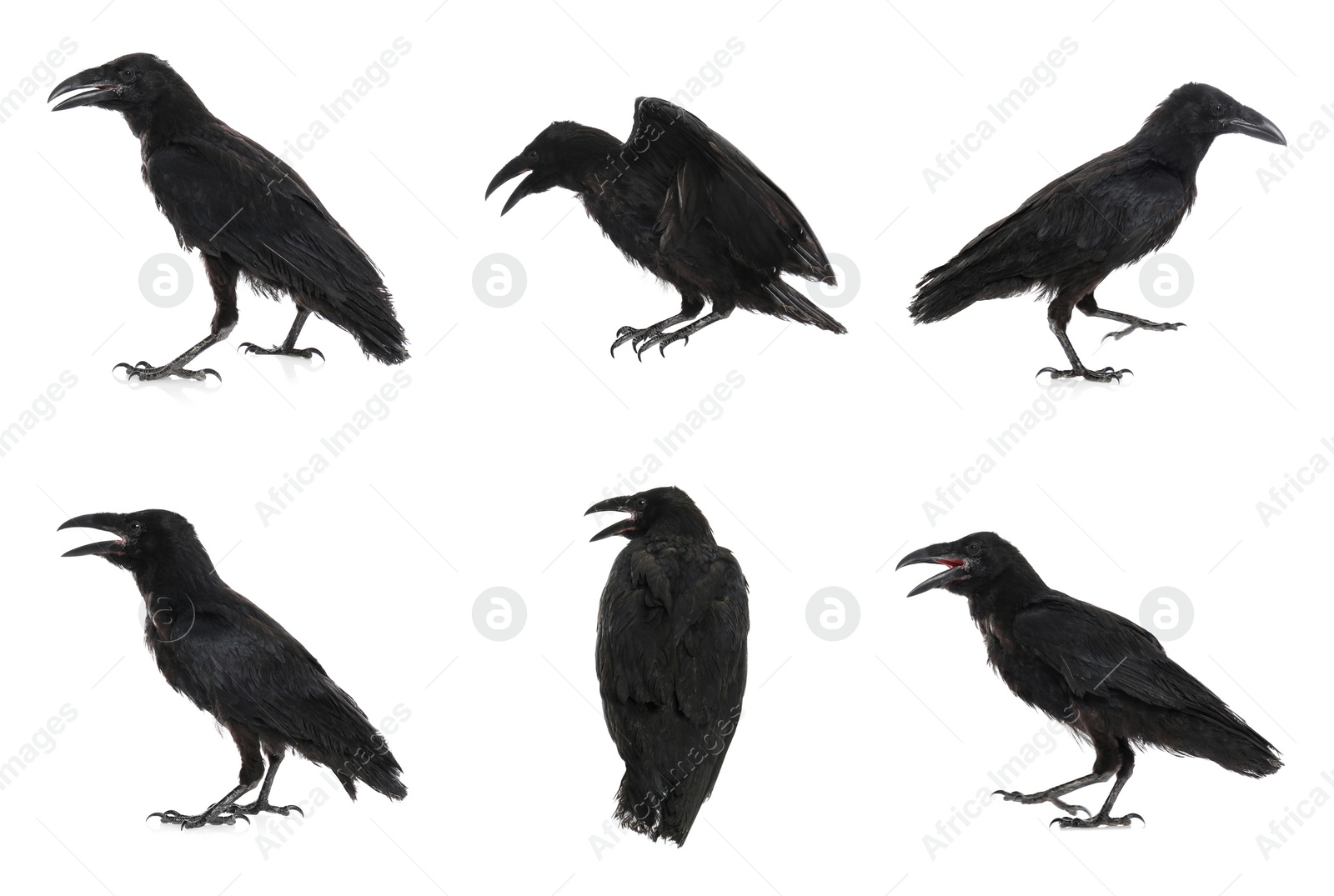 Image of Collage with black ravens on white background 