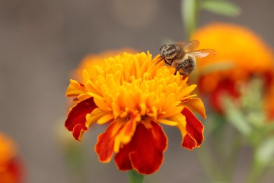 Photo of Honeybee collecting pollen from beautiful flower outdoors, closeup
