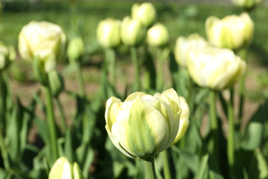 Photo of Beautiful blooming tulip outdoors on sunny day