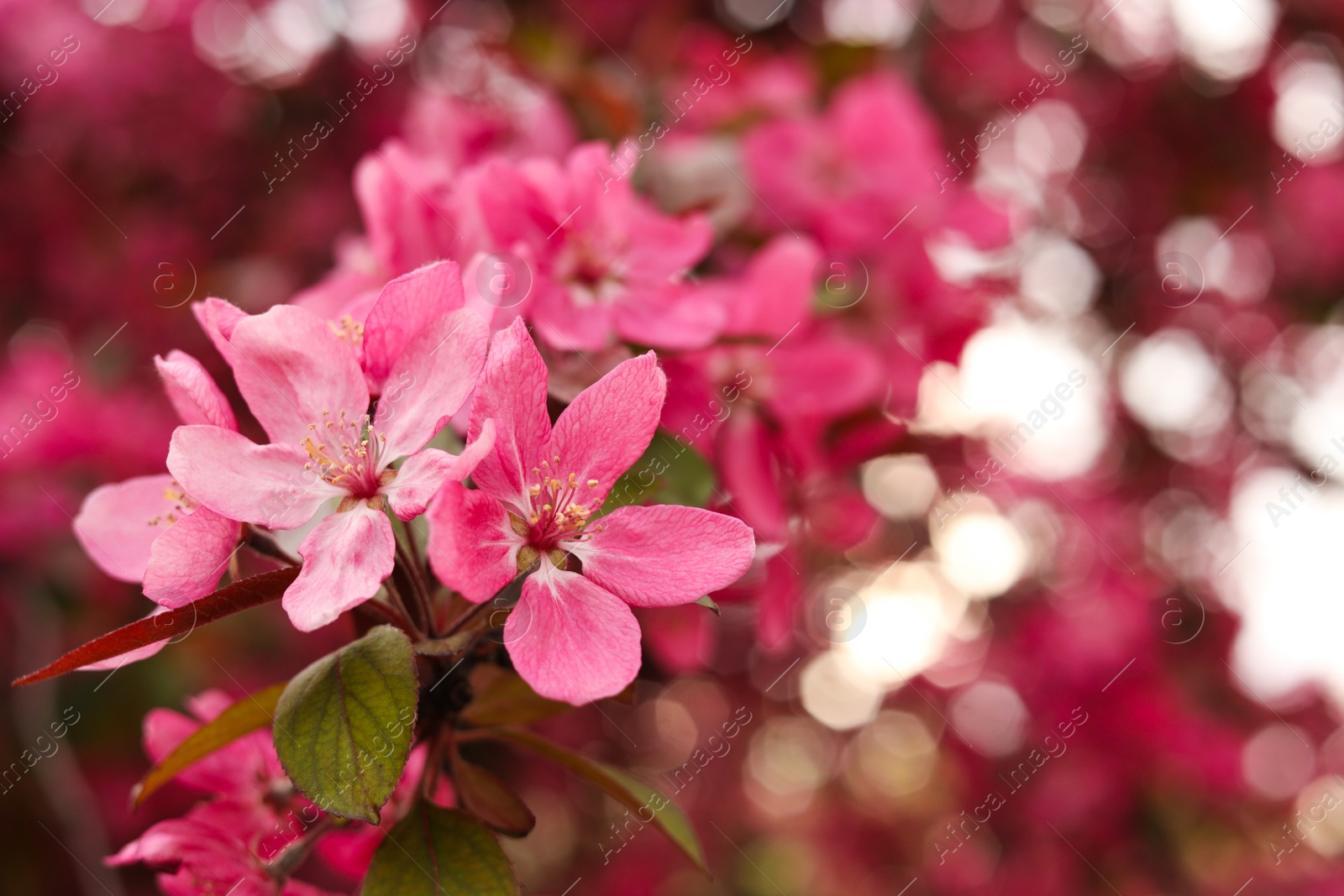 Photo of Closeup view of beautiful blossoming apple tree outdoors on spring day