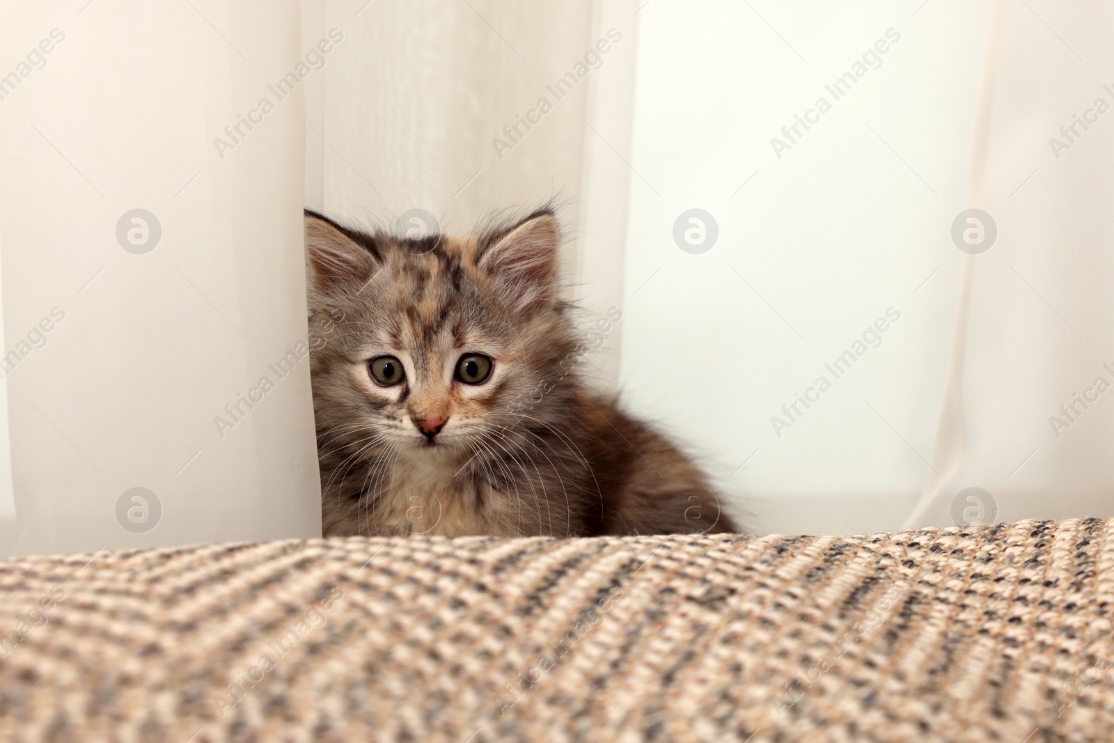Photo of Cute fluffy kitten near curtain at home