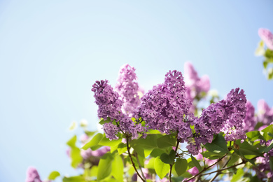 Photo of Closeup view of beautiful blossoming lilac shrub outdoors