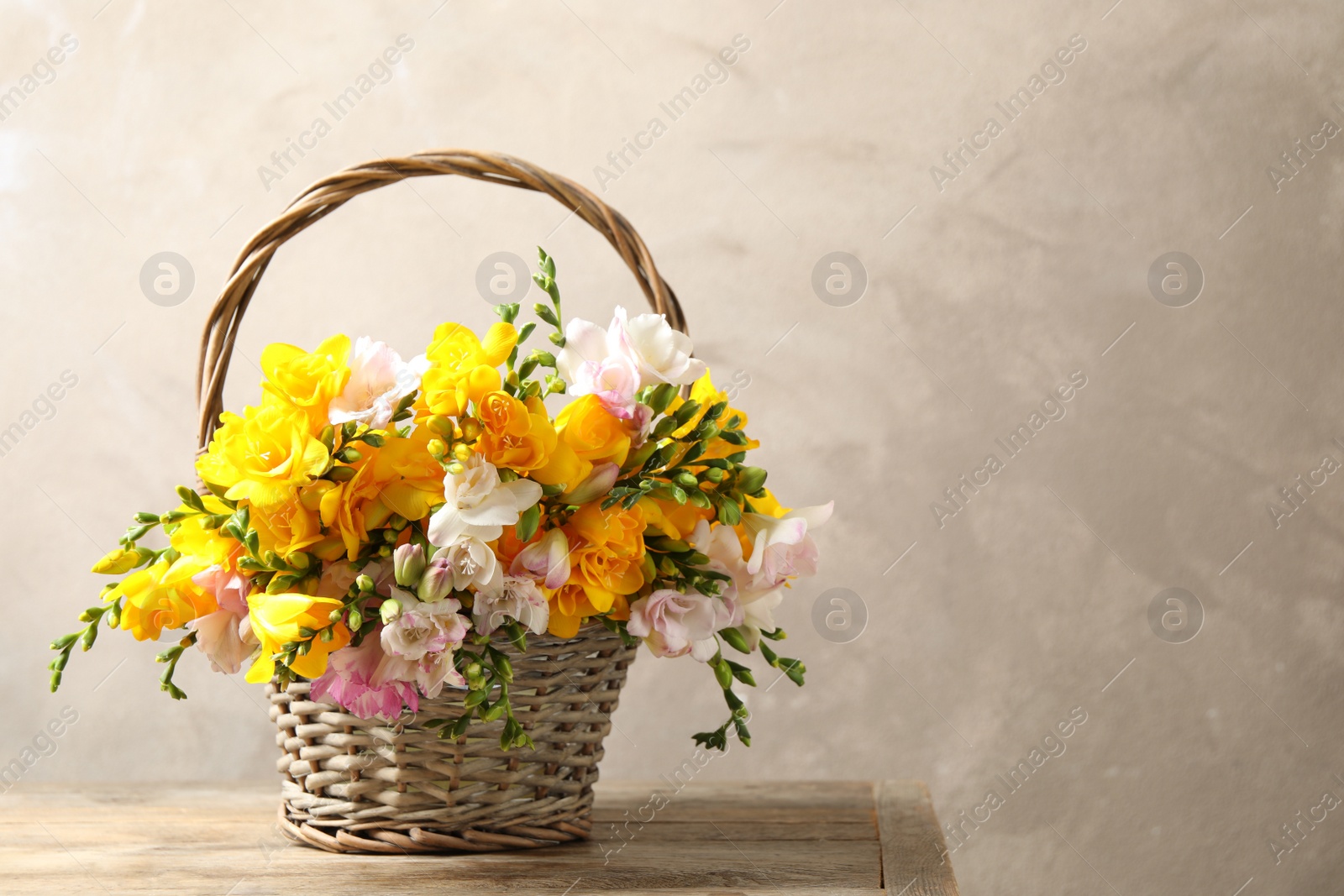 Photo of Beautiful blooming freesias in wicker basket on table against grey background. Space for text