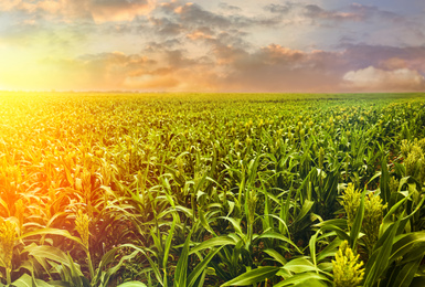 Image of Sunlit corn field under beautiful sky with clouds