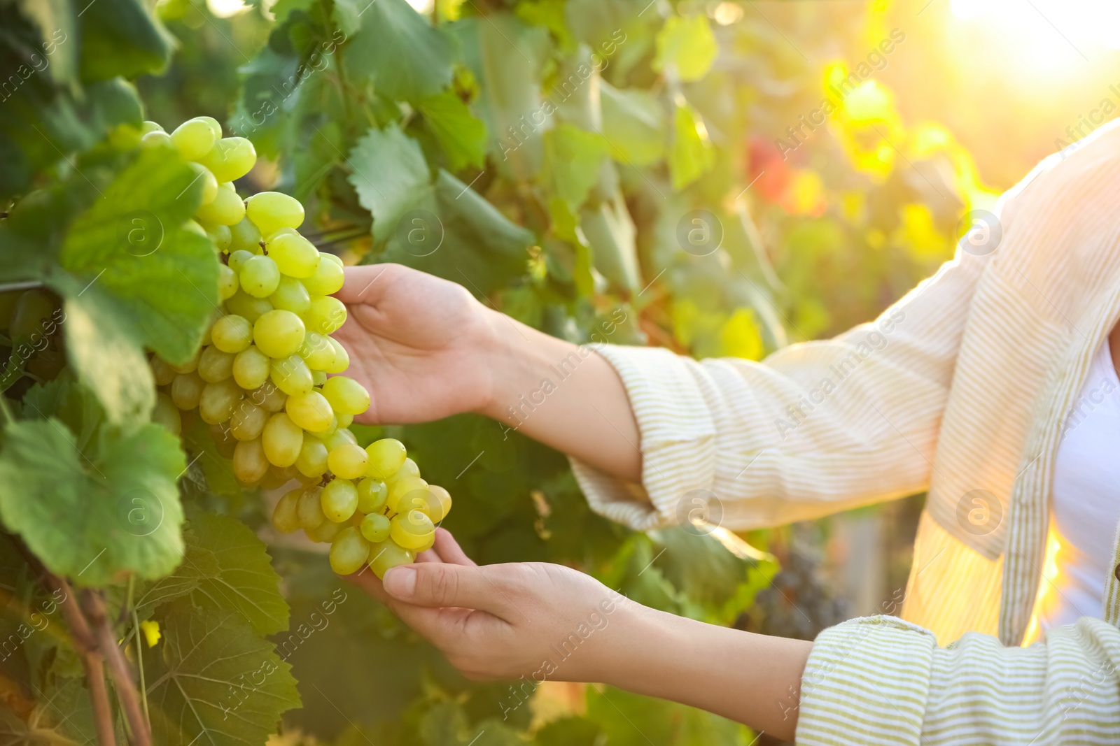 Photo of Woman picking ripe grapes in vineyard, closeup