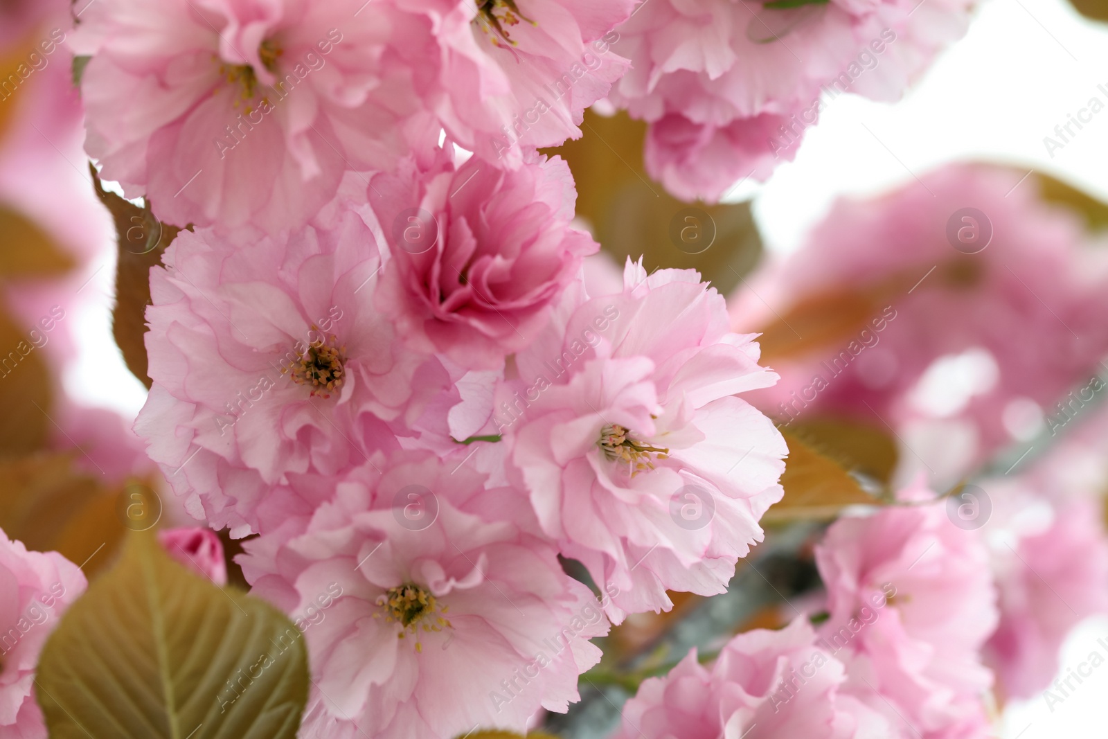 Photo of Beautiful pink flowers of blossoming sakura tree, closeup