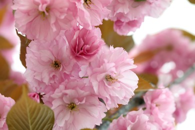 Photo of Beautiful pink flowers of blossoming sakura tree, closeup