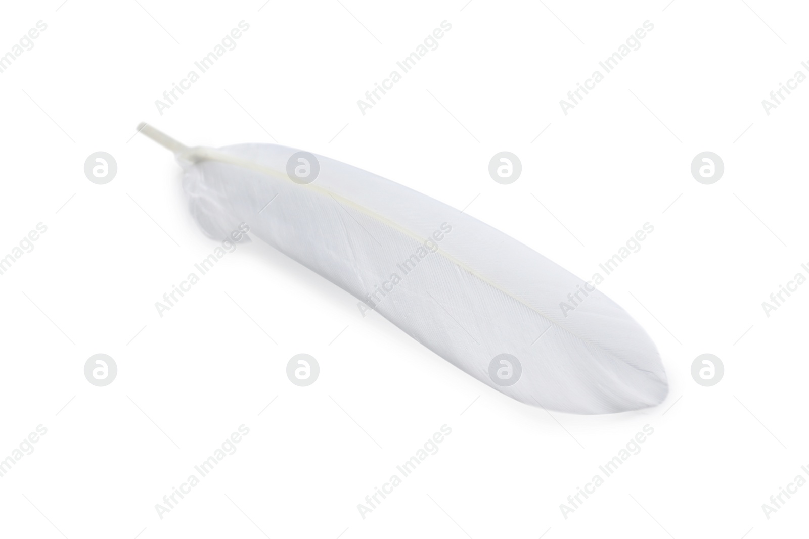 Photo of Big beautiful fluffy feather isolated on white