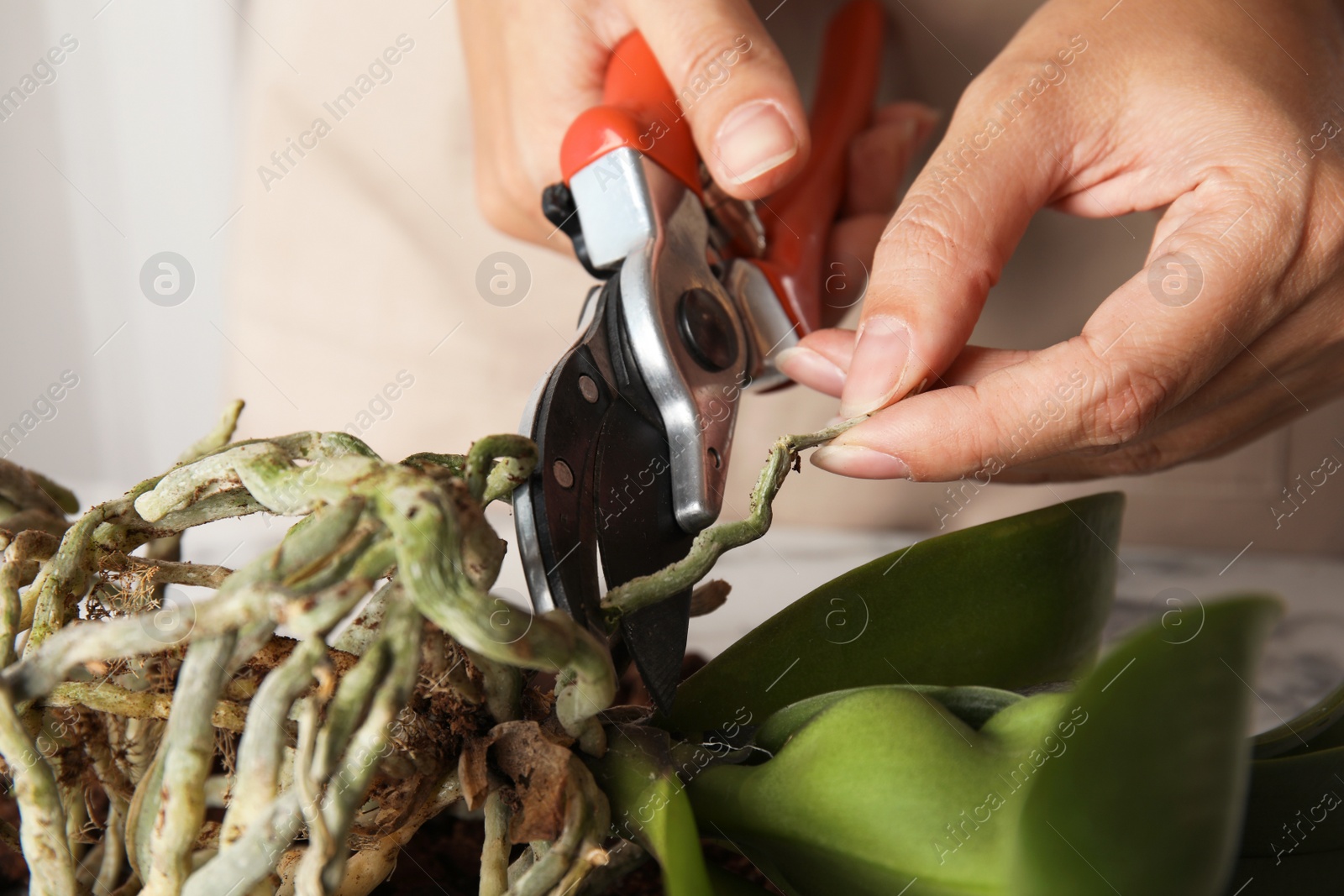 Photo of Woman cutting roots of orchid plant on table, closeup