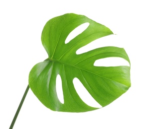 Photo of Green Monstera leaf on white background. Tropical plant