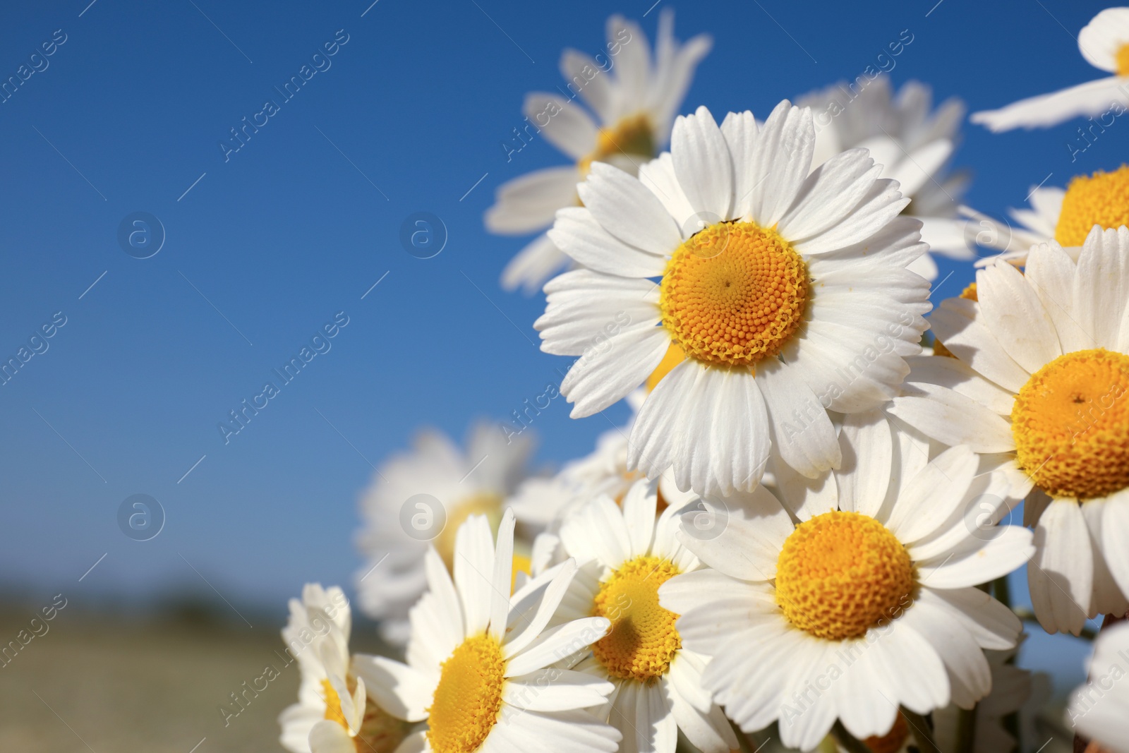 Photo of Beautiful blooming chamomiles outdoors on sunny day, closeup