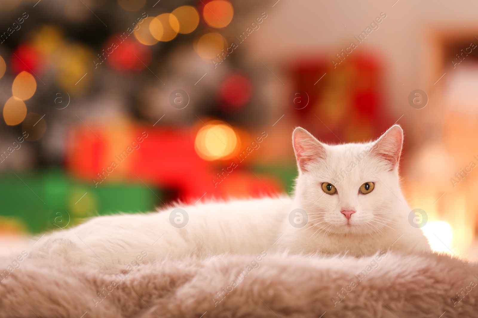 Photo of Cute white cat on fuzzy carpet in room decorated for Christmas. Adorable pet