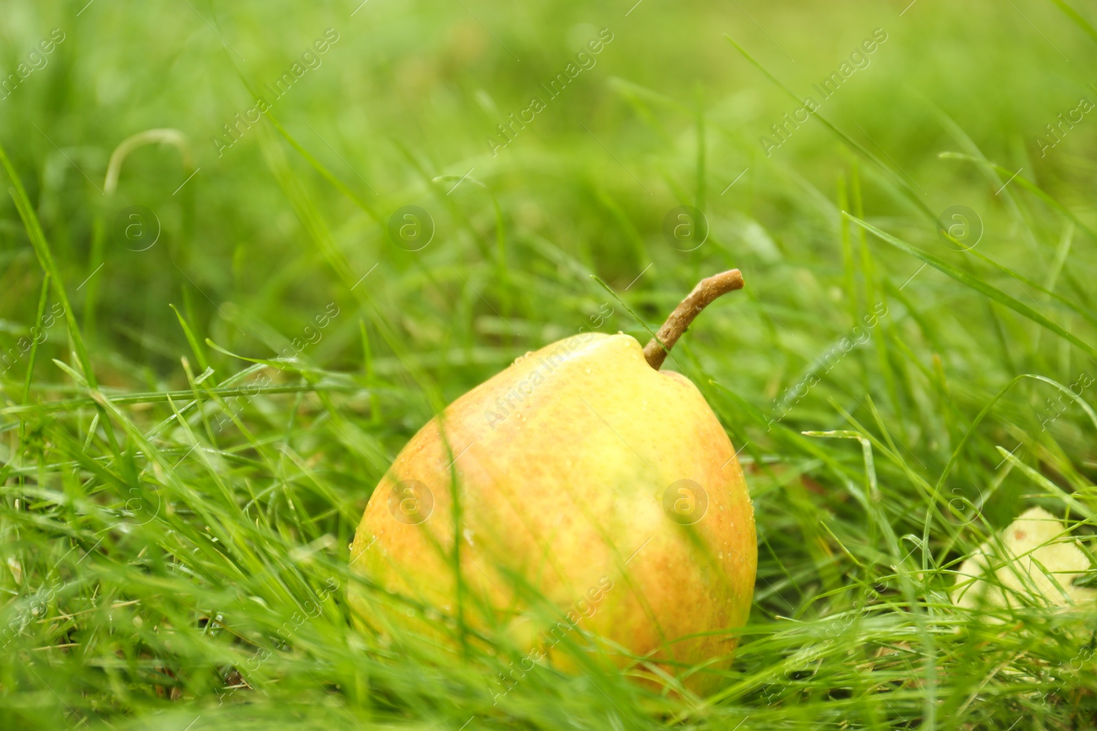 Photo of Ripe pear on green grass in garden, closeup